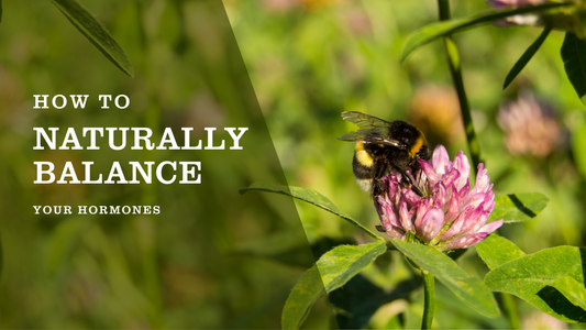 Bumble Bee in a Red Clover Flower