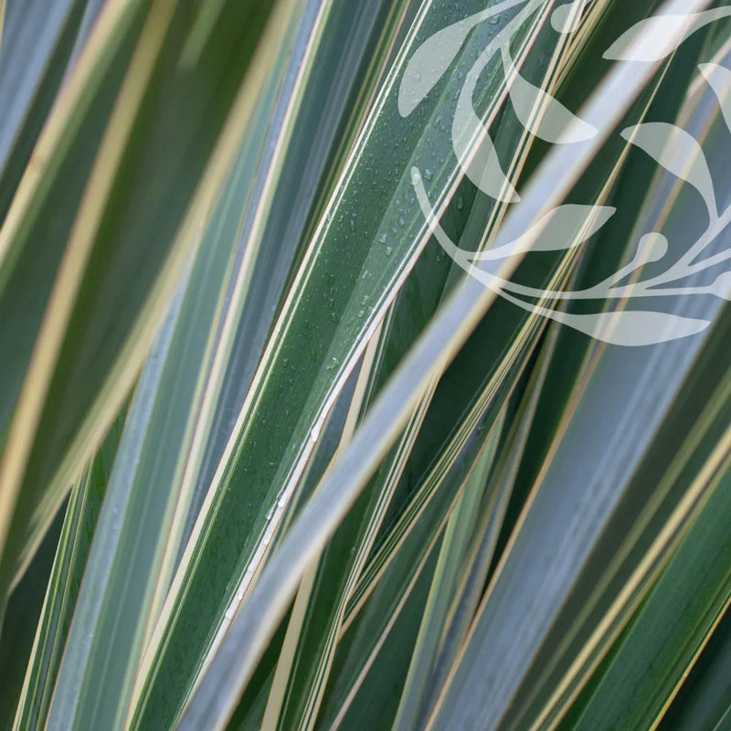 Dry Skin and Ageing - Botanical Balance
