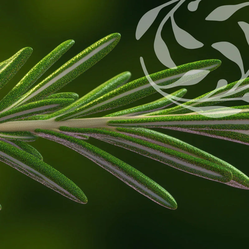 Hair Thinning & Scalp Support Collection - Botanical Balance