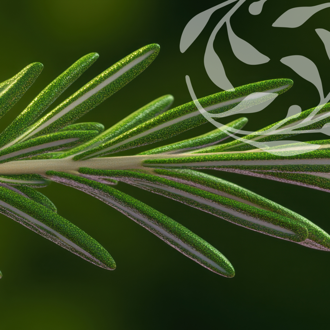 Hair Thinning → Rosemary + harakeke seed oil droplet