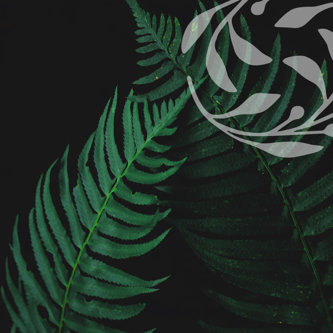 Hot Flushes → Mamaku frond with cool water droplets