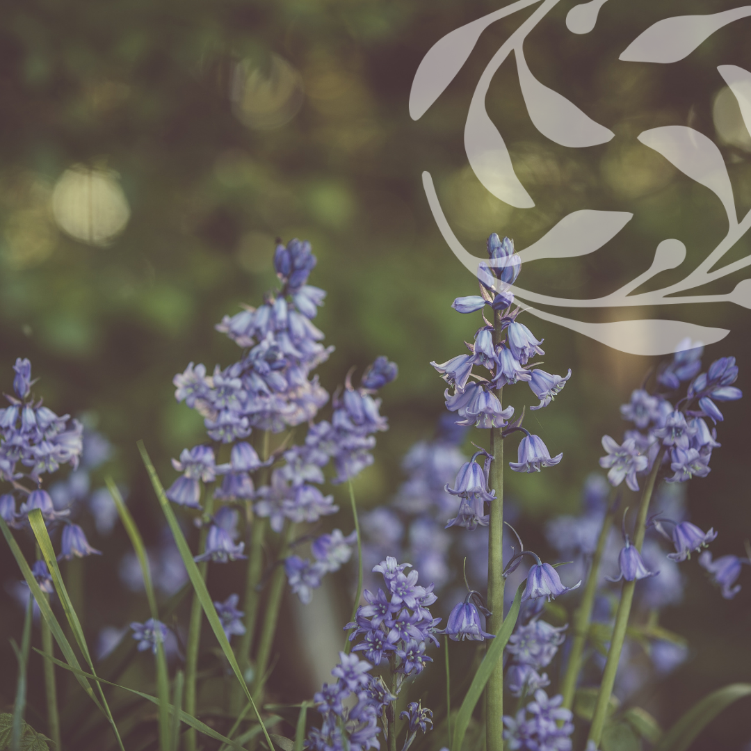 Stress & Sleep → Lavender in warm dusk light