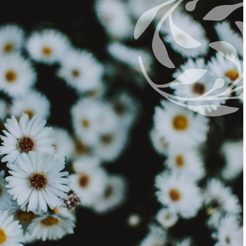 Sensitive or Reactive Skin - Botanical Balance
