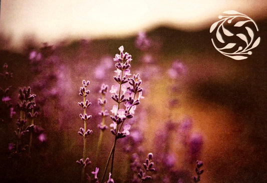 Botanical Balance gift voucher with clary sage botanical illustration